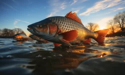 Maîtrisez la pêche à la carpe : Techniques et appâts efficaces