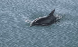Interdiction de la pêche dans le golfe de Gascogne pour protéger les dauphins